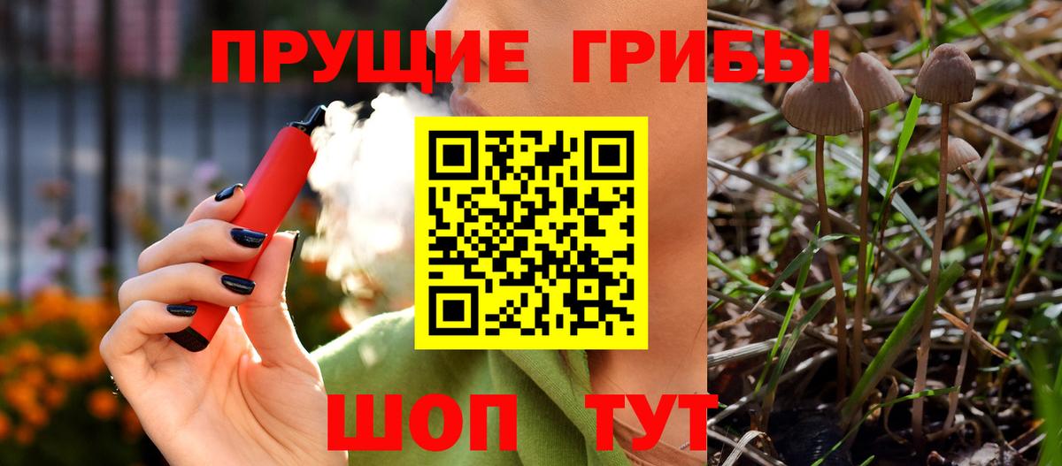 Псилоцибиновые грибы Psilocybe Прохладный